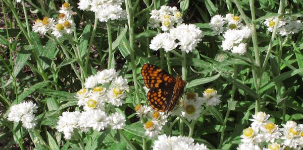 ANMA with (Hoffman's) checkerspot