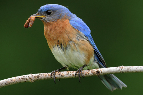 Insect-Eating-Bird