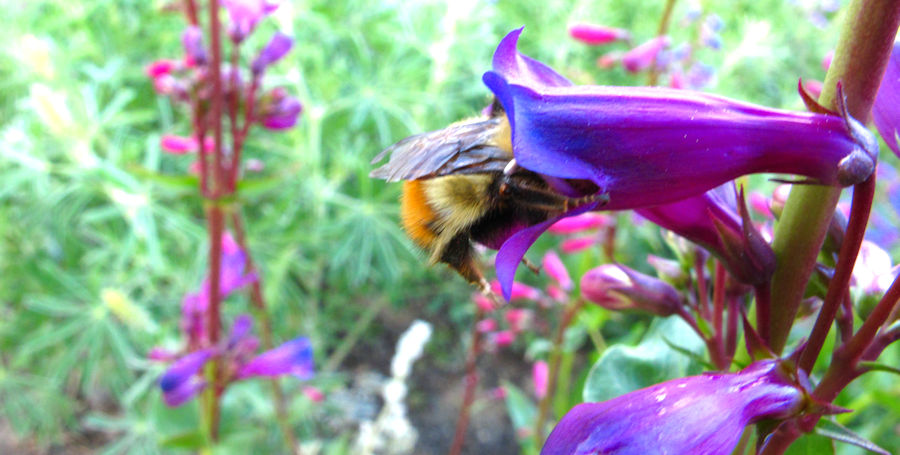 Bumblebee in it crop