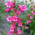 Penstemon Time