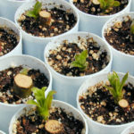 Live stakes and cuttings