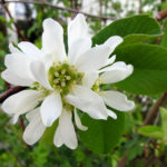 Serviceberry, or is it Saskatoon?