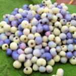 Can you identify these fruits?