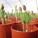 It’s a seedling fiesta!