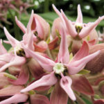 Milkweed for Central Washington