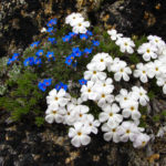 Botanical Wonders in the Sawtooths