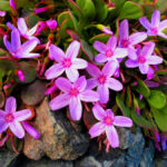 Alpine Springbeauty – Wow!