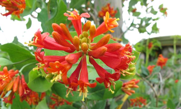 orange honeysuckle tree