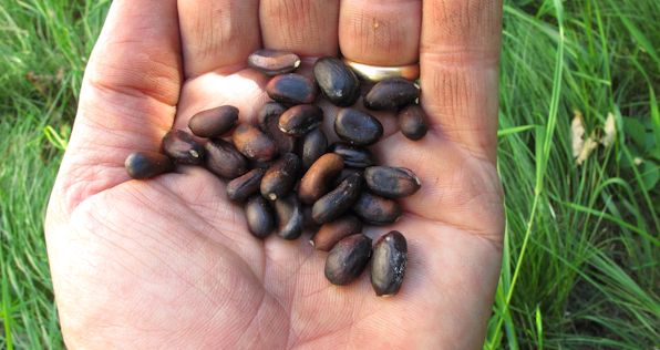 magic bean seed