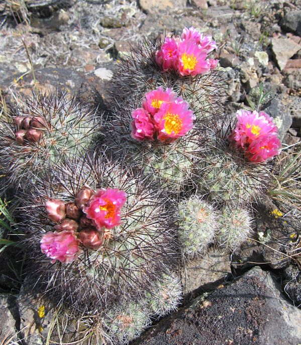 PENI cactus cluster