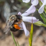 Native Plants for Native Bees