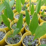 Quiz time! – Wildflower seedlings