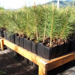 Plant Quality and Containers