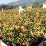 It’s cooling down – time to plant!