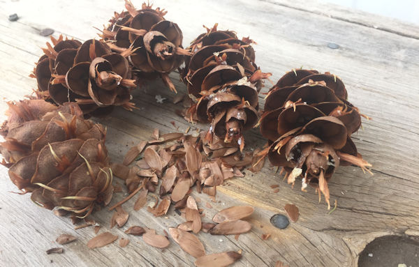 pine cone seeds look like