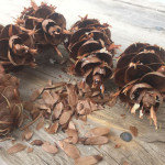 Collecting conifer cones… and thinking of wildfire