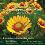 Blanketflower – and NPAW!