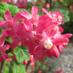 Red-flowering Currant