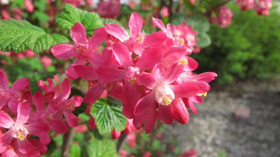 red flowering currant