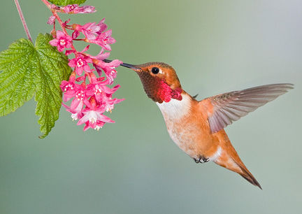 red flowering currant