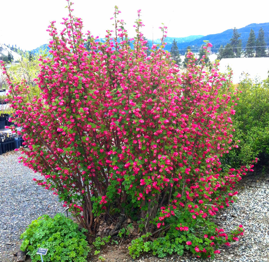 Image of Wax currant shrub in bloom