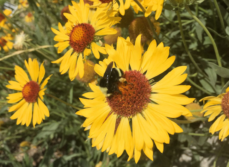 The Best Native Plants For Native Bees – Derby Canyon Natives