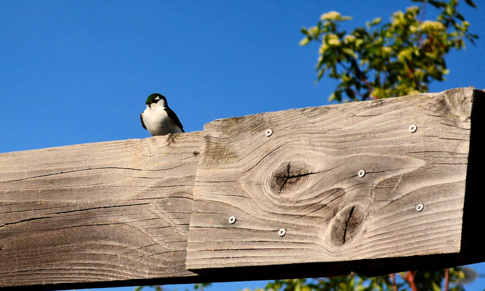 Baby Birds Need Native Plants