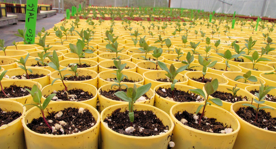 The Joy of Spring in the Nursery