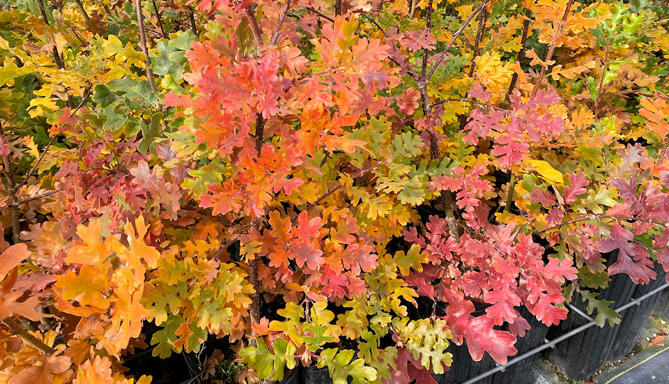 Fall Color in the Nursery… and Goodbye